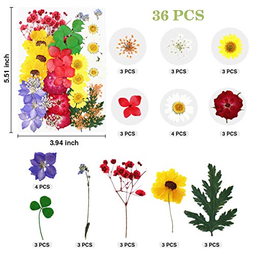 image for XUXU Real Dried Pressed Flowers Leaves Petals for Crafts, Colorful Pre