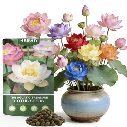 30 PCS Lotus Seeds for Planting in Water - Mixed Color Bowl Lotus Seeds Live Pond Plant Water Lily Seeds for Indoor Bonsai Koi Pond Outdoor Ponds & Garden