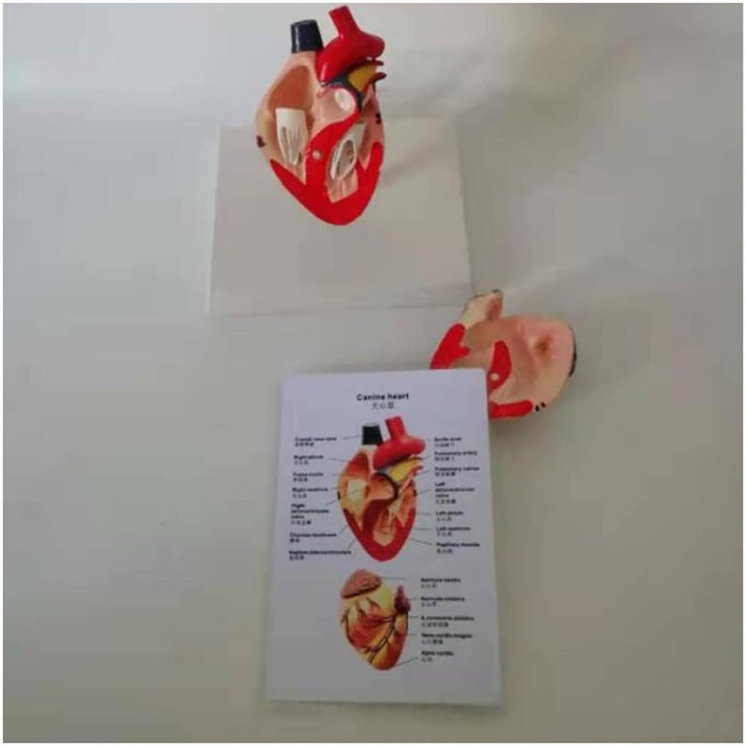 Model anatomiczny serca psa, odłączane narządy zwierzęce Materiały edukacyjne do nauczania weterynarii, narzędzie do edukacyjnej demonstracji zdrowia zwierząt domowych i szkolenie studentów