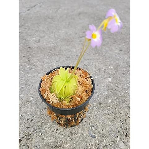 Carnivorous Primrose Butterwort (Pinguicula Primuliflora) Plant 3 inch Pot Cover