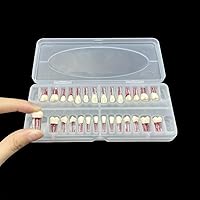 Vista 1 de Modelo de práctica de conducto radicular RCT dental, enseñanza, estudio de los dientes, dientes endo, encaja con NISSIN tipo 28 dientes Typodont