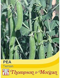 Pea Seeds, High Yielding, Fast Growing Climbing Plants, Long Cropping Season, Tasty Edible Peas, Kitchen Gardens & Allotments, 1 x Pack of Pea Terrain 300 Seeds by Thompson & Morgan