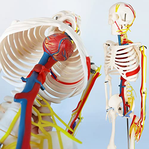 Image of EVOTECH SCIENTIFIC Mini Human Skeleton Model for Anatomy, 33.5'' 1 /2 Life Size Human Skeleton Model with Nerves Veins Arteries Heart Removable Arms Legs and Stand for Medical Anatomical Study Display