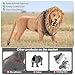 THINKBAY 15PCS Lion Toys Figurines Pride, African Jungle Animals Lion Family, Realistic Zoo Animal Toys, Preschool Toy Birthday Gift Cake Toppers for Kids Boys Girls