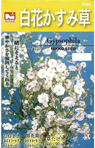 Amazon 日光種苗 白花かすみ草 花