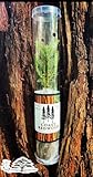 Coast Redwood Tree Seedling - Sequoia sempervirens - in Gift Tube.
