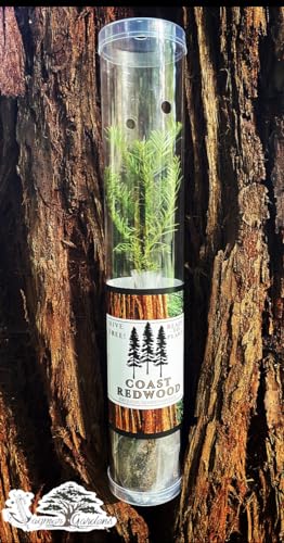 Coast Redwood Tree Seedling - Sequoia sempervirens - in Gift Tube.