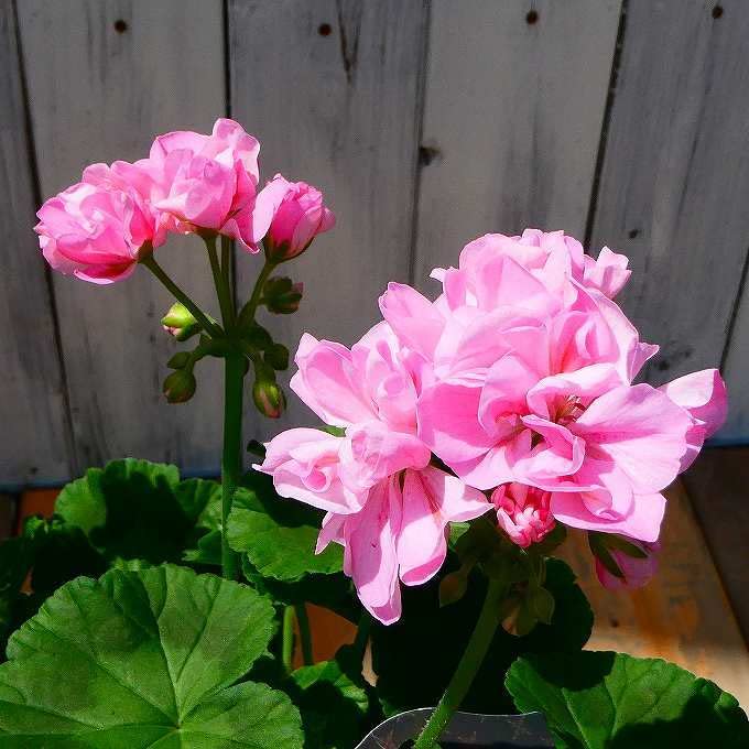 Amazon | ゼラニウム ファインチェリー 5号鉢 八重咲き ゼラニューム