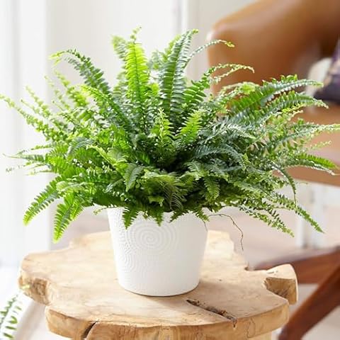 Boston Fern Plant in 9cm Pot for Beginners Cover
