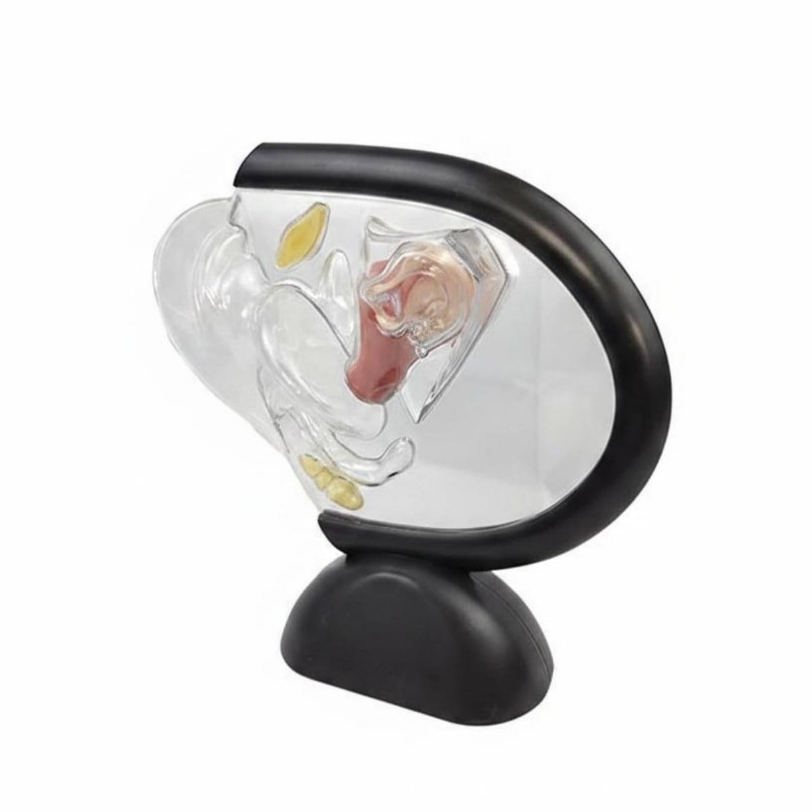 Modèle Utérin Transparent Facile à Observer Maquette de Reproduction Féminine Haute Qualité Matériel Médical pour Classe, Établissement Médical