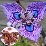 semillas orquideas venta Adecuado para jardinería de balcón y decoración de la casa.