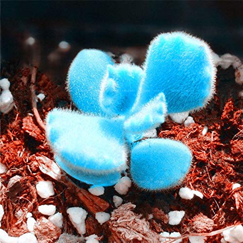 CRTGW Egrow 100pcs / Bag Mini Blu Lithops Semi Rare Succulente in Vaso Bonsai Fiore See