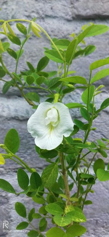 EverSneh Live White Aprajita Flowering Plant With Black Pot 4 inch Size (B0B8XDJ8PM) Amazon Price History, Amazon Price Tracker