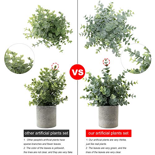 Recopilación y reviews de Comprar plantas online baratas más recomendados. 16 Imagen adicional