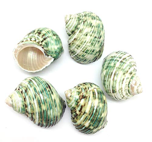 Image of PEPPERLONELY 5 PC Natural Hermit Crab Shells, Polished Green Turbo Sea Shells, 1-3 /4 Inch ~ 2-1 /4 Inch
