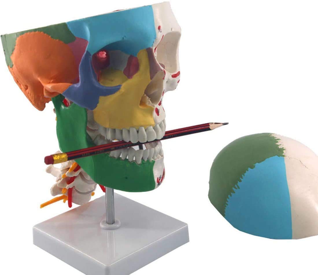 Model Ludzkiej Czaszki Edukacyjny Model Anatomiczny, Medyczny Materiał Nauczania Szkieletu Kręgosłupa
