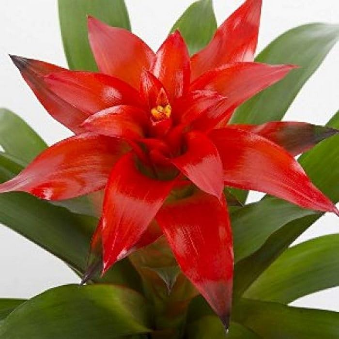 OhhSome Guzmania Freya Bromeliad Rare Plant(1 Plant) (B0C7VVRLFK) Amazon Price History, Amazon Price Tracker