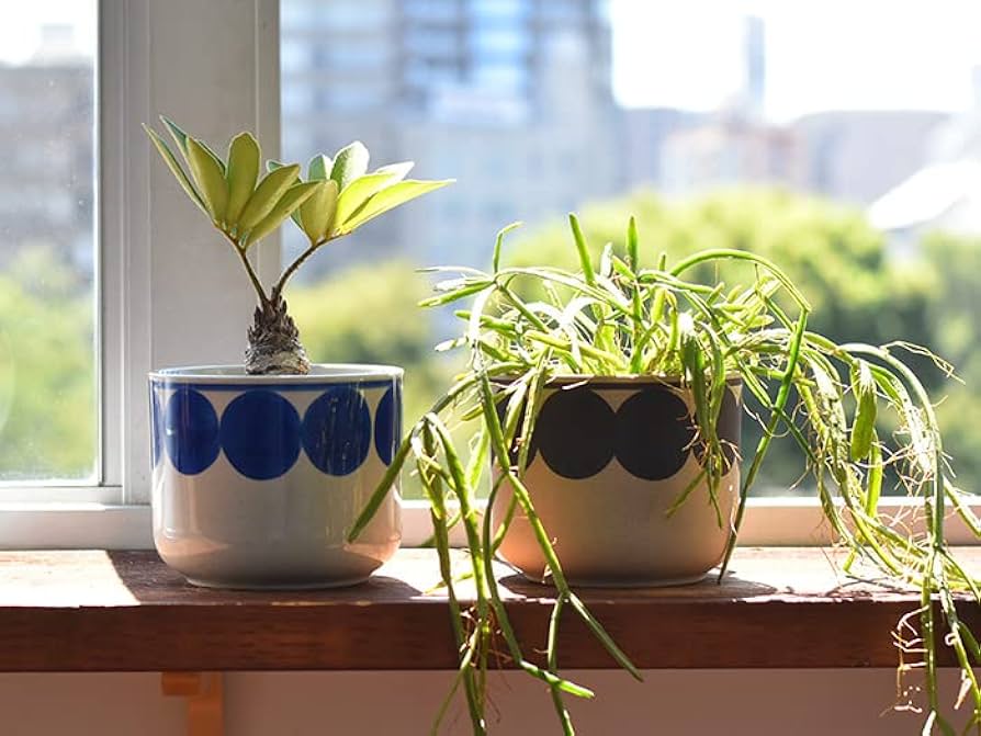 Amazon.co.jp: Lisa Larson（リサ・ラーソン） Flora 植木鉢