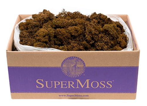 SuperMoss 21786 Reindeer Moss Preserved Black Appx. 3 lb Bulk Case product thumbnail 12