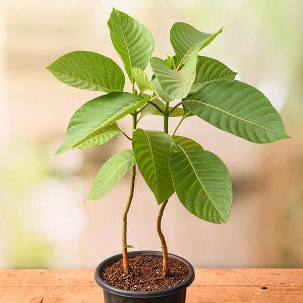 Mphmi Nursery Delhi Monsoon Plants Kadam Tree, Kadamb - Plant (B0CM1CWTRJ) Amazon Price History, Amazon Price Tracker