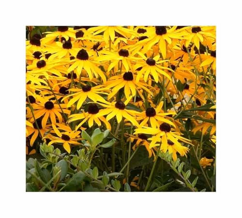 Stk - 150x Sonnenhut Goldsturm Garten Pflanzen - Samen F-S557 - Seeds & Plants Shop by Ipsa