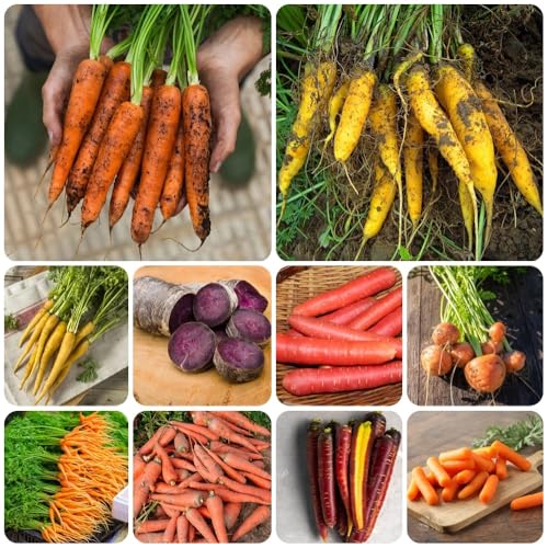 Semi di carota antiche varietà, resistenti Daucus carota, rare giardino di semi da orto 1500pcs