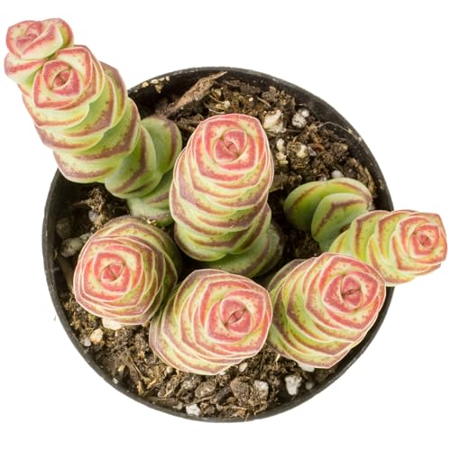 Altman Plants 3.5' Crassula Baby Necklace, Succulent Plants Live Succulents Plants Live Indoor Plants Live Houseplants Live Indoor House Plants Indoors Live Plants Outdoor Plants Live Succulent Plants