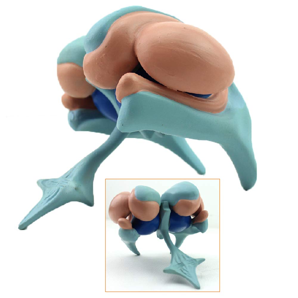Sjdopulse Basal Nucleus Model - Model Of Ventricle And Basal Nucleus Of Brain Basal Nucleus Magnification Model - Basal Nucleus Model Human Anatomy Cerebral Model Of Caudate Nucleus