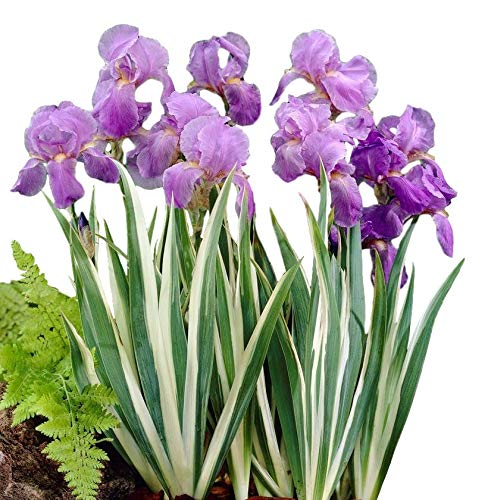 Easy to Grow Iris Pallida Variegata