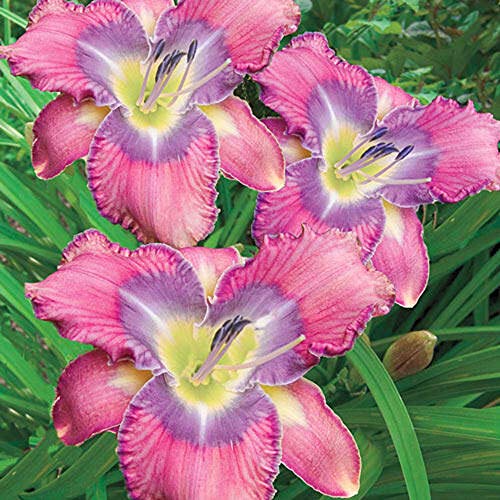 Bulbos de lirio de día,Plantas de decoración del hogar Plantas de ropa de cama encantadoras-8Bulbos Cover