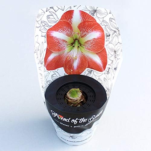 Miniatura 2 de Minerva Amaryllis en maceta  Listo para regalo, incluye bombilla, tierra y recipiente