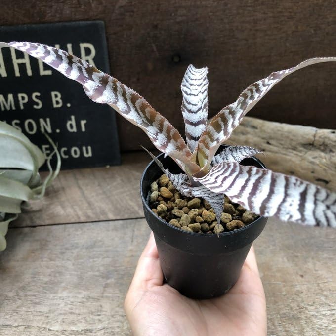 Amazon｜クリプタンサス 'アブソリュートゼロ' 観葉植物 インテリア