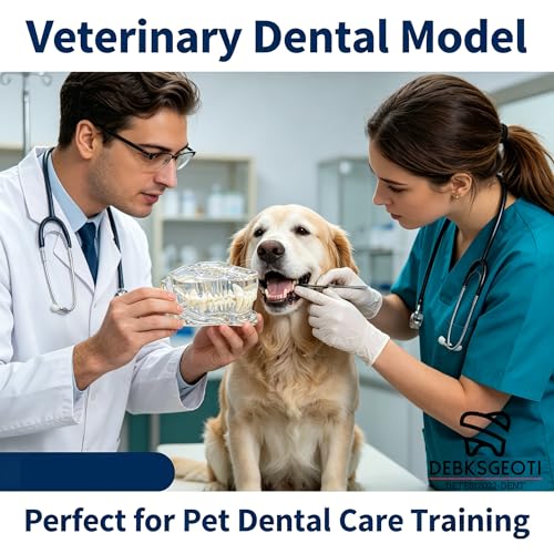 Image of Canine Dental Dog TransparentTeeth Model Pet Clinic Anatomical Tooth Jaw for Veterinary Education Decoration Demo (Clear Dog Tooth Model)