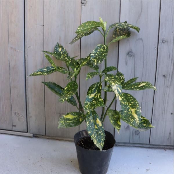 蝶の樹　Butterfly Tree #004 蝶の樹 Tree #004 蝶の樹 Butterfly Tree #004 出版物 of