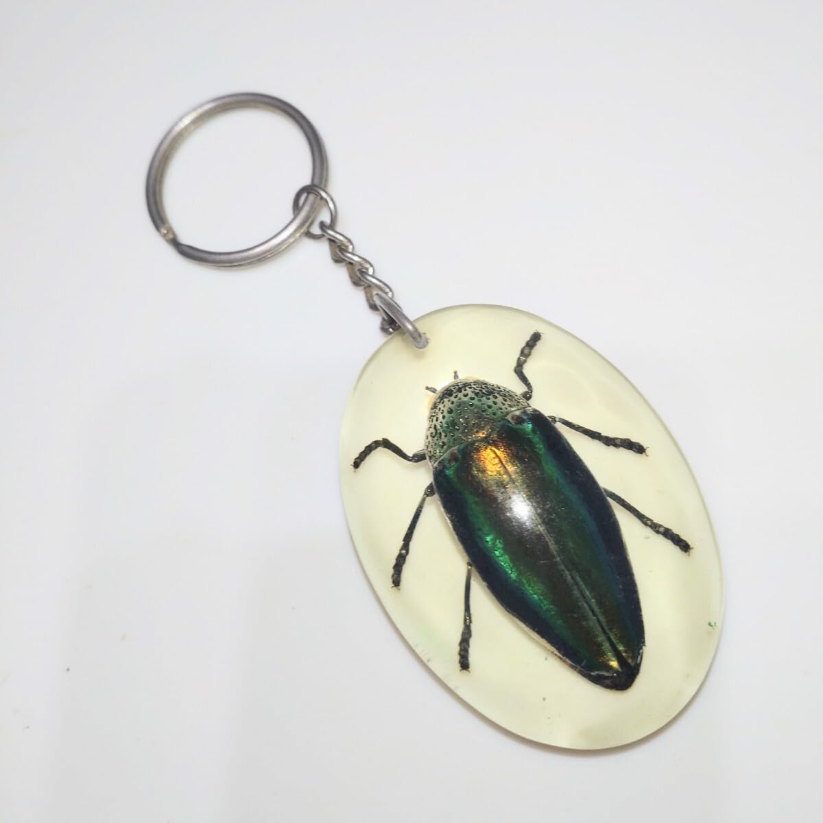 Amazon.co.jp: 産地不明 タマムシ 玉虫 剥製 標本 昆虫標本