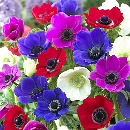 20 x Anemone de Caen Mixed Poppy Like Blooms Perennial Summer Flowering Bulbs for Your Beautiful Garden