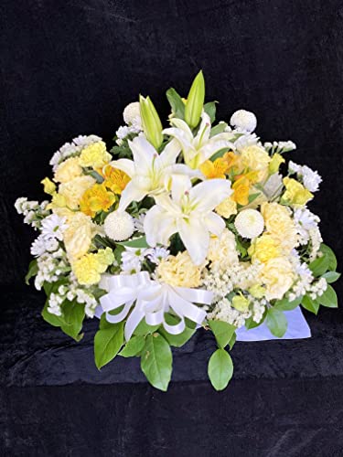 ݂̉  Mtg  ybg AWg Iׂ5FiLTCY N[֔z zCgCG[j 䋟      @   @v  (yN[֔zzzCgCG[)