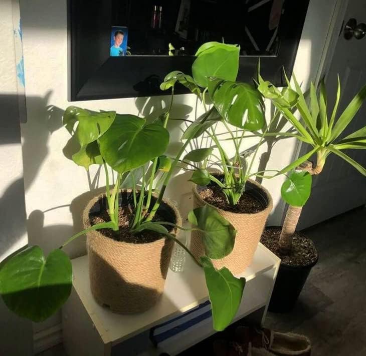 Jute Twine,Hemp Rope,Manila Rope 1in X 164ft Natural Thick Jute Rope Large Decorative Hemp Rope for Cat Scratch Post Garden Decoration(Size:14MM 50M)(Size:8MM 50M)