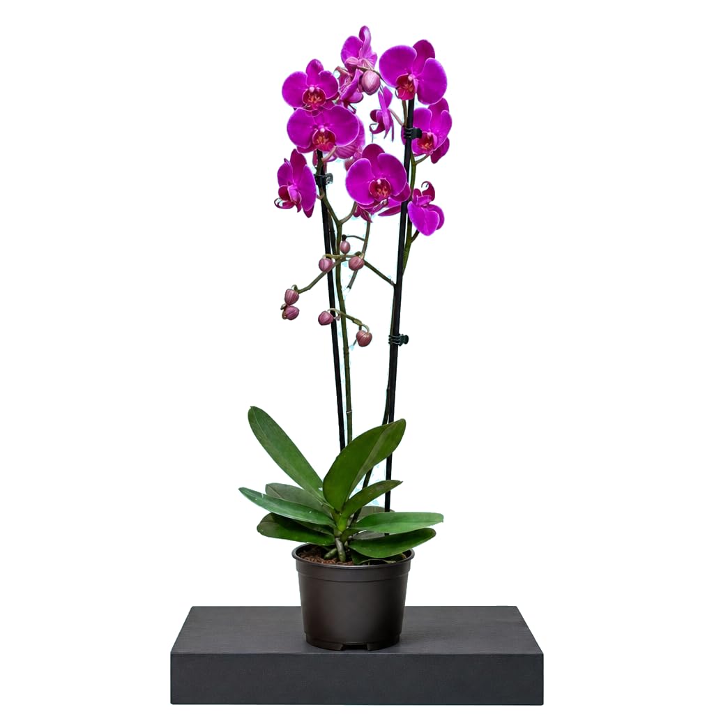 Phalaenopsis 2 Troncos Orquídea de Interior DECOALIVE Planta Ornamental de Flor Maceta 12 cm de Diámetro Altura 55-65 cm