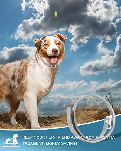 prowithlin Collar Antiparasitario para Perros, 62cm Natural Collar Anti-pulgas Ajustable 8 Meses de Prevención Talla Unica para Todos 7 AJUSTABLE: Nuestro Collar Antiparasitario para Perros está diseñado para 63 cm de longitud, por lo tanto, se adapta a perros de todos los tamaños y edades. Si el collar antipulgas es demasiado largo, córtelo demasiado y manténgalo en la casa del perro para obtener protección adicional.
PREVENCIÓN DE BOLETOS DE 8 MESES: El Collar Antiparasitario Prowithlin es un medicamento eficaz para repeler las garrapatas por hasta 8 meses. Los ingredientes activos funcionarán mejor durante este período. Posteriormente, se debe reemplazar por otra protección máxima.
SEGURO, ECOLÓGICO: Gracias a la composición natural, los collares Prowithlin son absolutamente inofensivos para la salud de su perro. No contiene productos químicos tóxicos que causan alergias a su mascota.