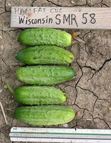 Miniatura 7 de Semillas Pepinillo Wisconsin Pepino para decapado Heirloom de polinización abierta sin OMG