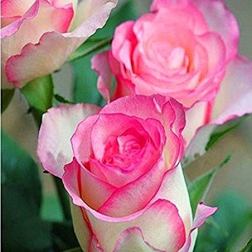 GreenBourne Live Sadabahar-Catharanthus roseus Pink Flower Plant with POT (B08P1S7HSJ) Amazon Price History, Amazon Price Tracker