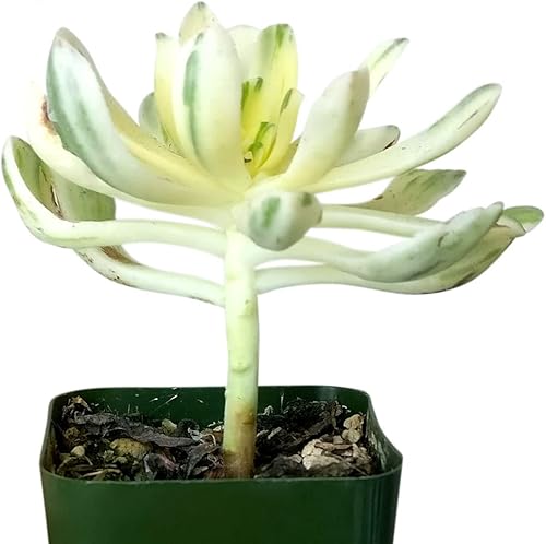 Miniatura 2 de Aeonium Suncup Variegata Plantas de boda para regalo (4 pulgadas + maceta de barro)  Suculentas rosas únicas saludables para decoración de oficina