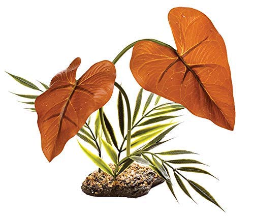 KOMODORainforest Canopy