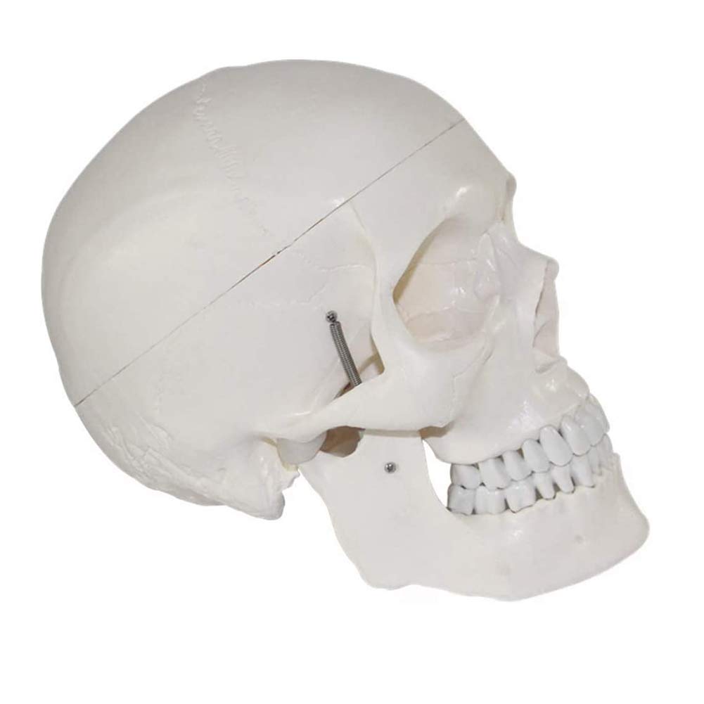 Anatomiczny model ludzkiej czaszki naturalnej wielkości do studiów anatomii, idealny do edukacji naukowej, nauczania i projektów klasowych, szczegółowe funkcje dla lepszej nauki