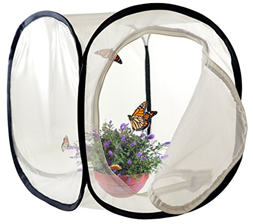 Insect and Butterfly Habitat