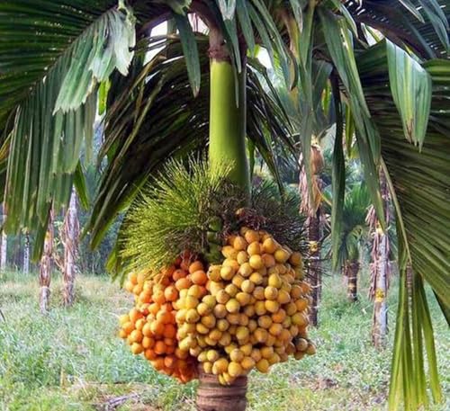 Image of Betel Nut Plant Hybrid Live Tree (Pack Of 6) 1.5- Feet, Air Layered Supari Tree Plant All Season, Areca Nut Plant, Berry and Beetle, Fruits in Just 2 Years