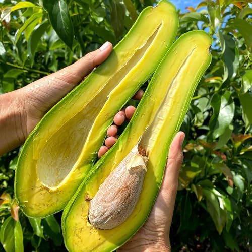Wilson Popenoe Avocado Tree – 10in–2ft Grafted Live Tropical Fruit Tree (Persea Americana) | Cold-Tolerant Variety | Smooth Green Avocados with Creamy Texture | Fast-Growing for Home Garden