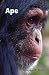 Ape