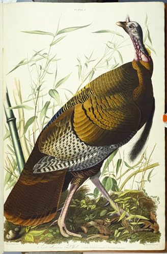 Affiche Great Beck Male Wild Turkey pour habiller un grand mur de salon